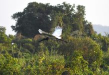 MS lidera ranking nacional de menor desmatamento sem licença ambiental, aponta MapBiomas