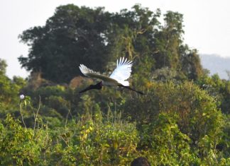 MS lidera ranking nacional de menor desmatamento sem licença ambiental, aponta MapBiomas