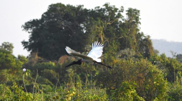 MS lidera ranking nacional de menor desmatamento sem licença ambiental, aponta MapBiomas
