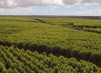 MPMS apura impactos de plantações de eucalipto em Três Lagoas e demais municípios da região leste