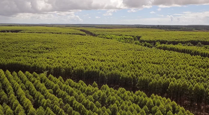 MPMS apura impactos de plantações de eucalipto em Três Lagoas e demais municípios da região leste