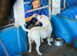 Feira de Adoção acontece neste sábado e reúne cães à espera de um novo lar