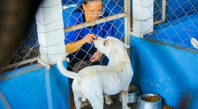 Feira de Adoção acontece neste sábado e reúne cães à espera de um novo lar